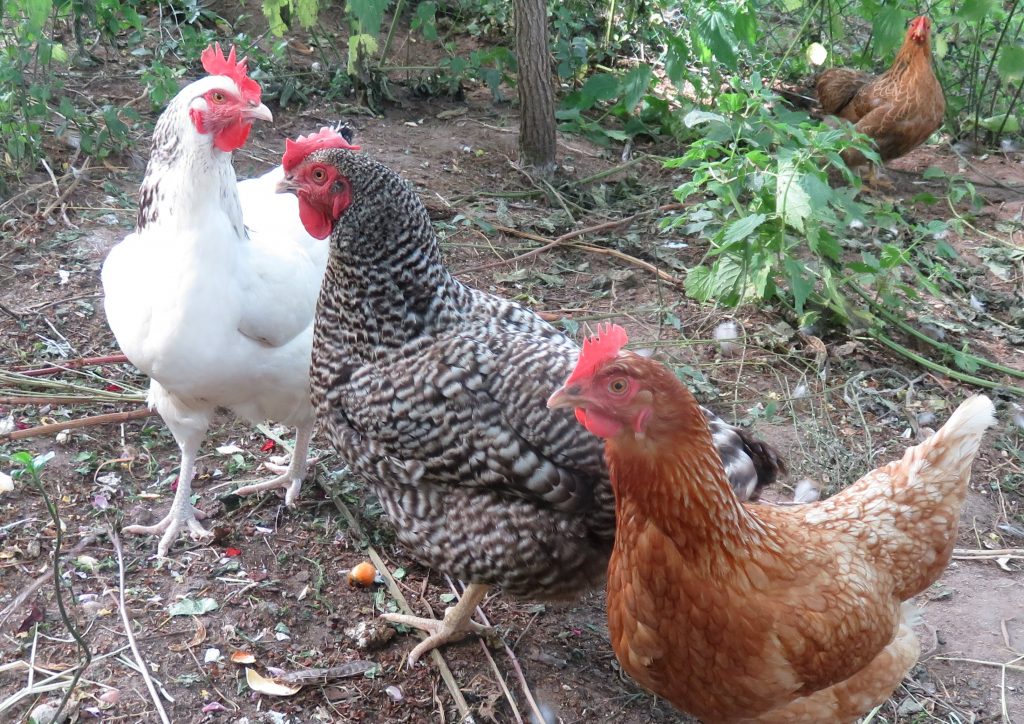 poules jardin gourmandises bio Saône