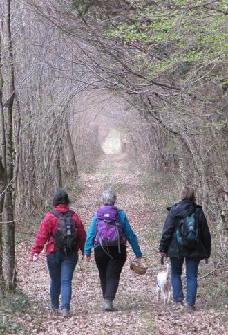 chemin forêt rando bio randonnée Saône